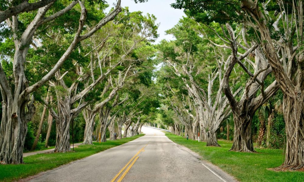 Can a Florida Historic Property Designation Extend to a Tree