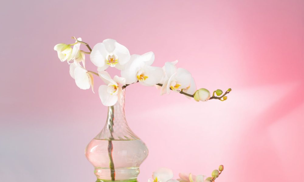 white orchid, a staging go-to