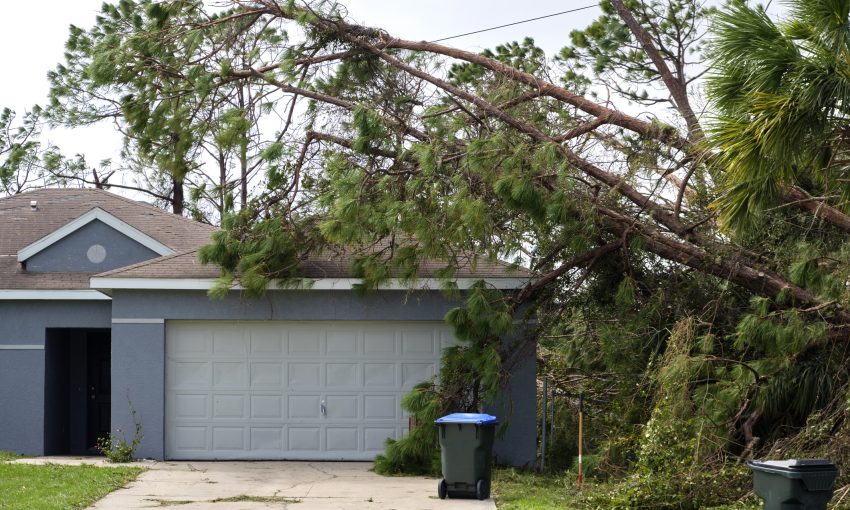 Florida Tree Laws: Uprooting Unwelcome Foliage Issues - Rabideau Klein
